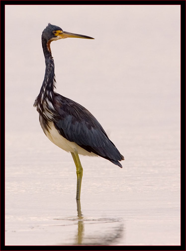 Tricolored Heron