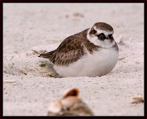 Wilson's Plover