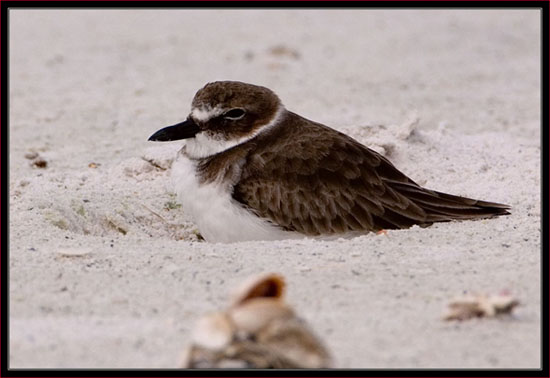 Wilson's Plover