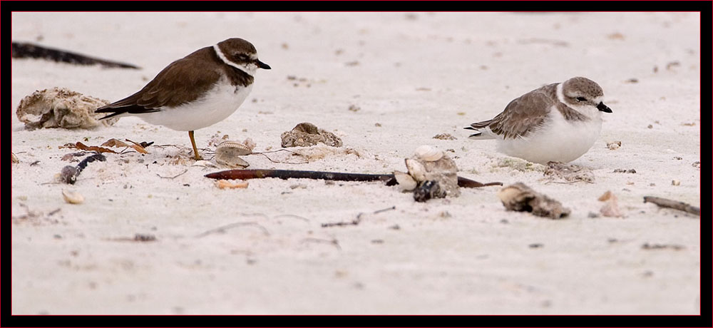 Semipalmated & Piping Plover