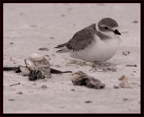 Piping Plover