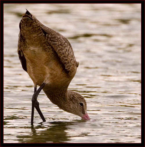 Marbled Godwit