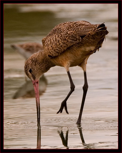 Marbled Godwit