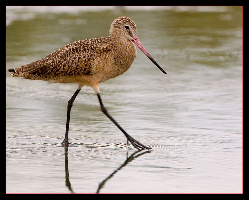 Marbled Godwit