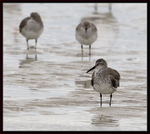 Red Knot