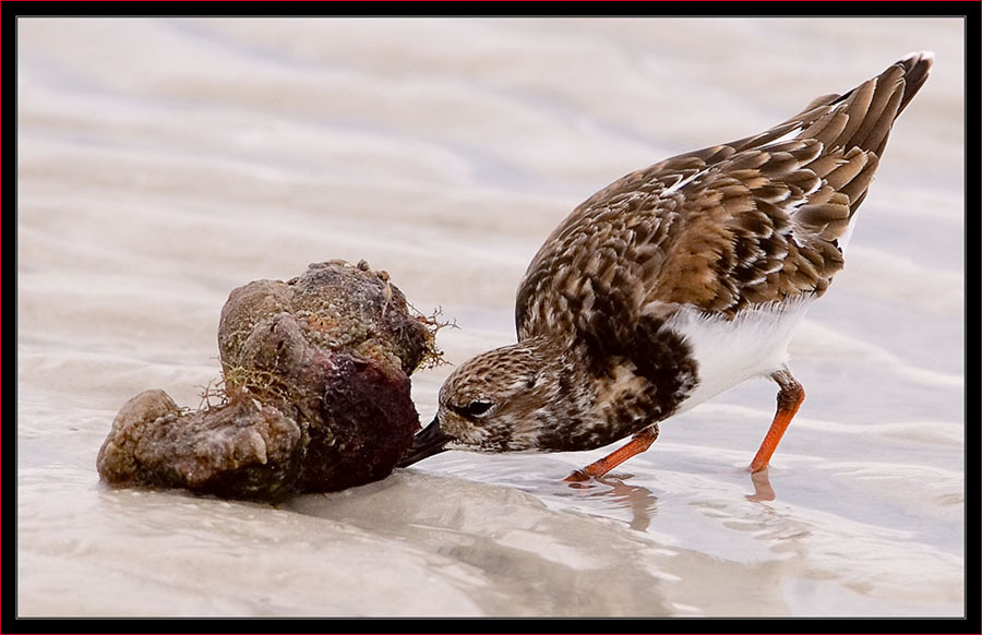 Ruddy Turnstone