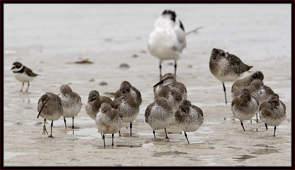 Red Knots