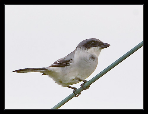 Loggerhead Shrike