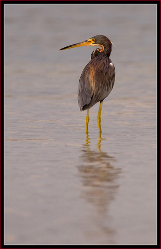 Tricolored Heron