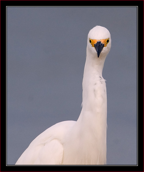 Snowy Egret