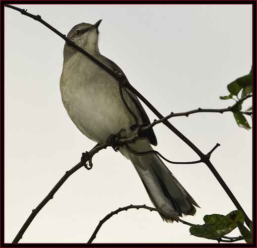 Northern Mockingbird