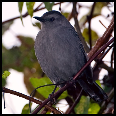 Gray Catbird