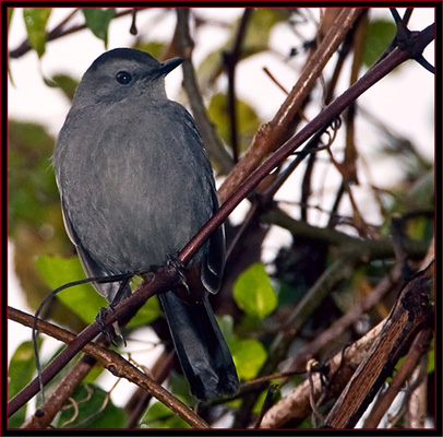 Gray Catbird