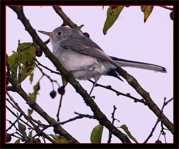 Blue-gray Gnatcatcher