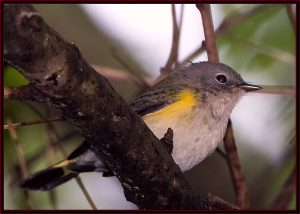 American Redstart