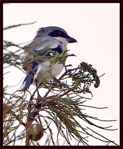 Loggerhead Shrike