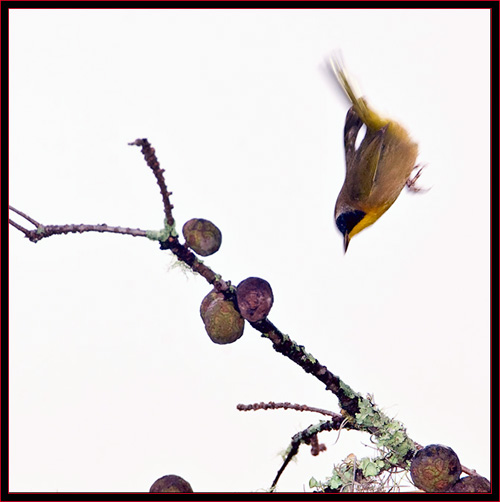 Yellowthroat Nosedive