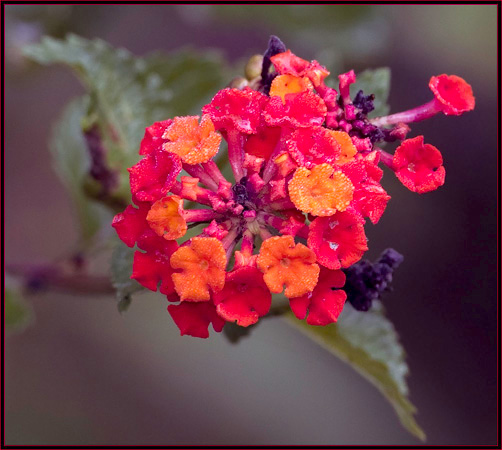 Flowers in the refuge