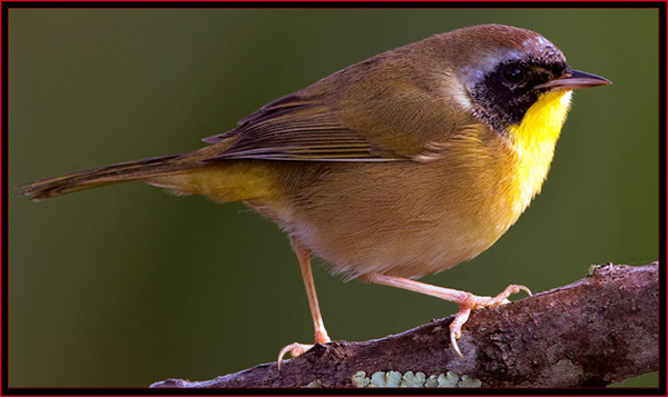 Common Yellowthroat