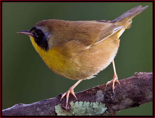 Common Yellowthroat