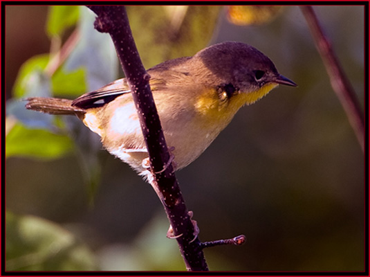 American Redstart