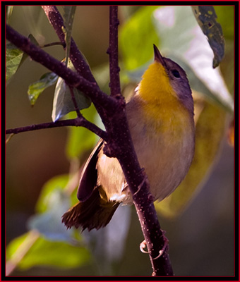 American Redstart