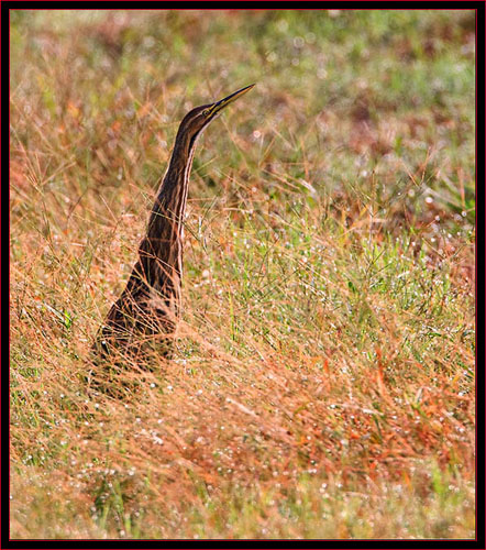 American Bittern