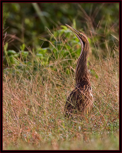 American Bittern