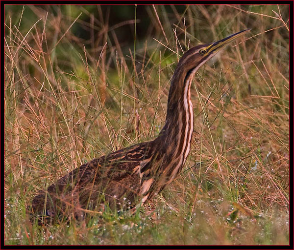 American Bittern