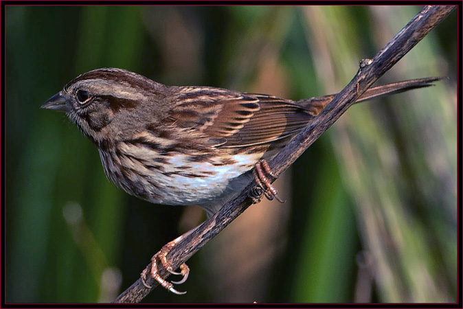 Song Sparrow