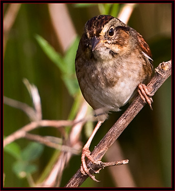 Swamp Sparrow