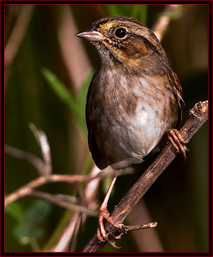 Swamp Sparrow