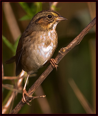 Swamp Sparrow