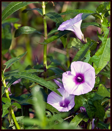 Flowers in the refuge