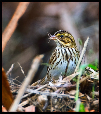 Savannah Sparrow