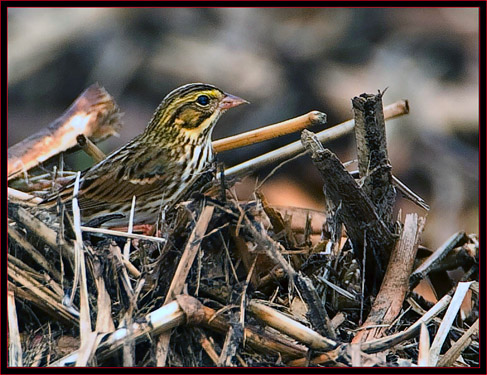 Savannah Sparrow