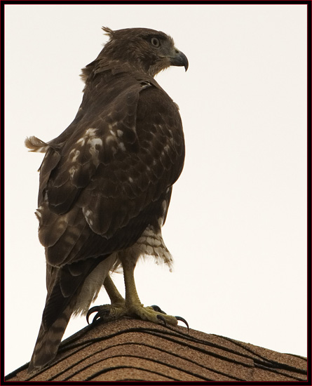 Young Red-tailed Hawk