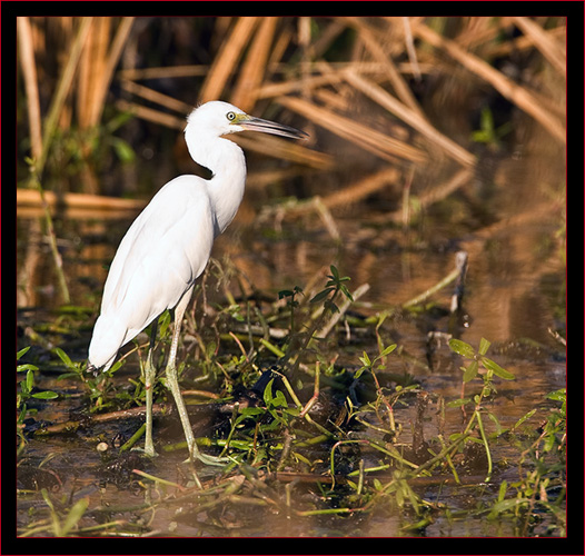 Immature Little Blue Heron