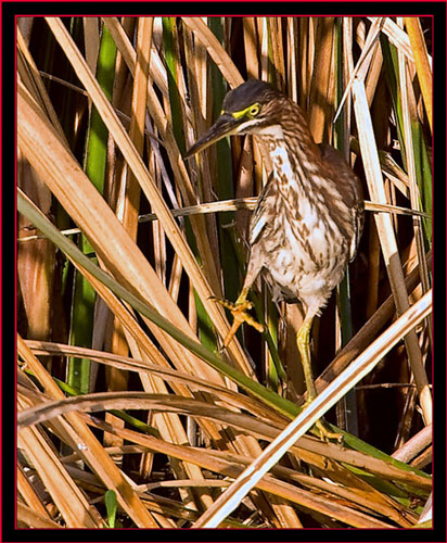 Green Heron