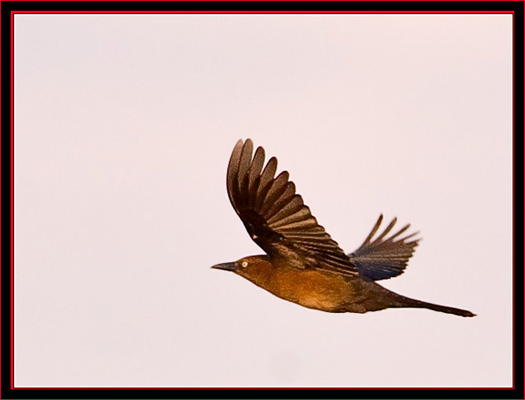 Grackle in flight