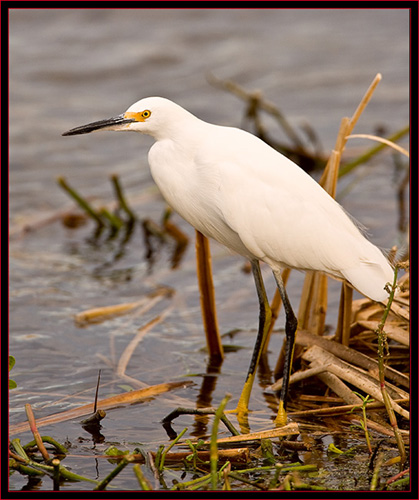 Snowy Egret