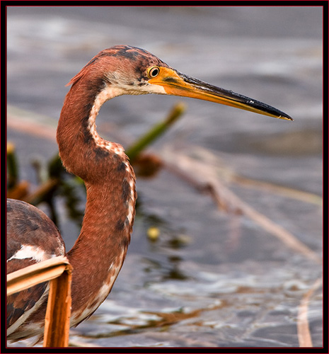 Tricolored Heron