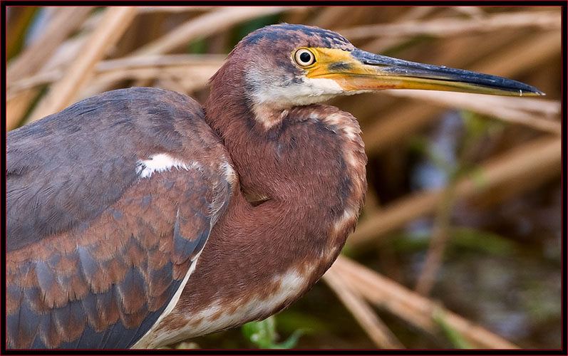 Tricolored Heron