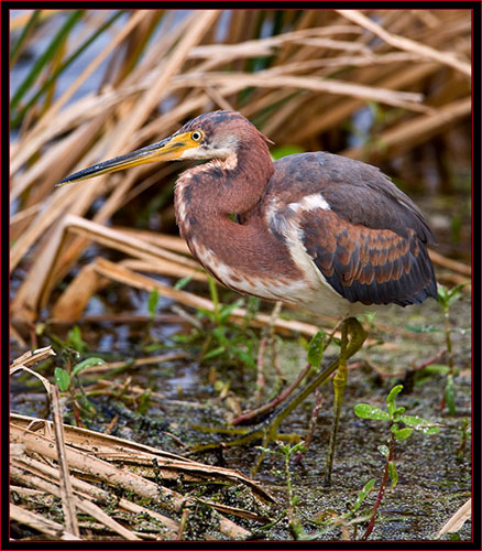 Tricolored Heron