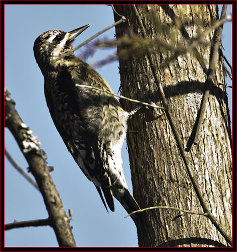 Yellow-bellied Sapsucker