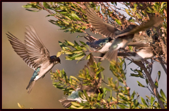 Tree Swallows