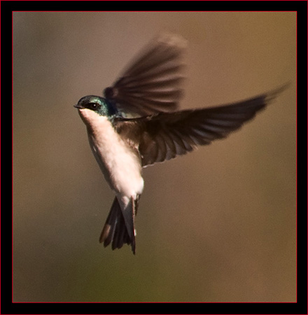 Tree Swallow