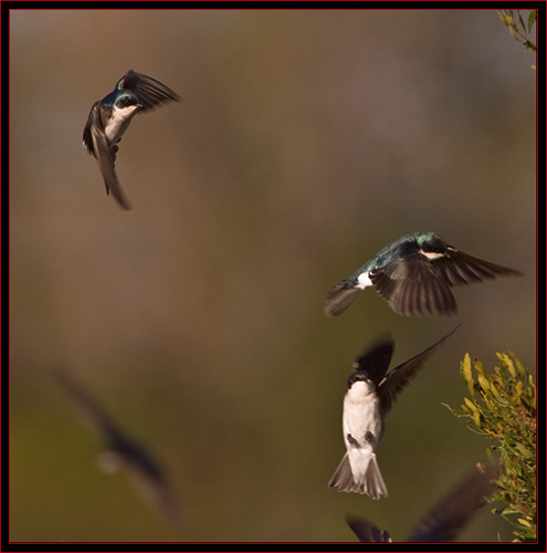 Tree Swallows