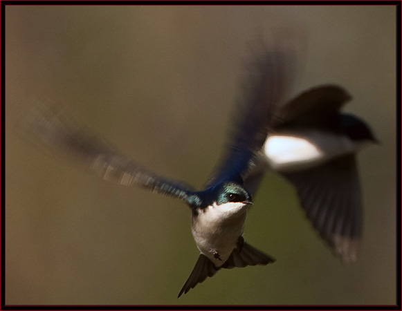 Tree Swallows