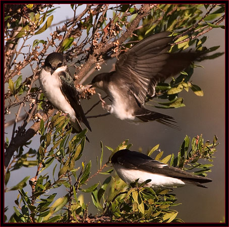 Tree Swallows